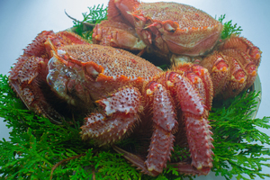 【年末・配送可能】蟹をたべて　ハッピーに!! 稚内産　ボイル毛がに１尾で　約800ｇ前後