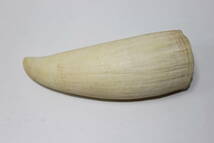 ■鯨歯 抹香鯨 マッコウクジラ 歯 2本 合計530g 根付 印材 時代物_画像7