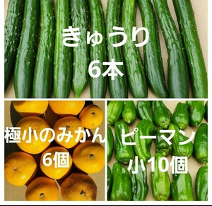 きゅうり6本　ピーマン小10個　みかん　極小6個　野菜　果物　セット