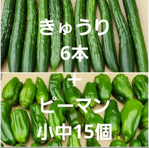 きゅうり6本＋ピーマン小中15個　朝どり　野菜詰め合わせ　セット