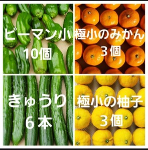 きゅうり6本　ピーマン小10個　極小の柚子とみかん各3個　野菜　果物　セット