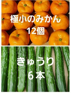 きゅうり6本　みかん　極小12個　野菜　果物　セット