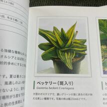 ベッケリー（斑入り）Gasteria beckeri f.variegata ガステリアの王_画像4