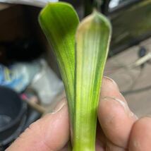 ベッケリー（斑入り）Gasteria beckeri f.variegata ガステリアの王　最後の苗　大きめ_画像5