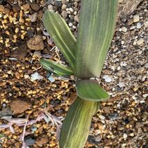 ベッケリー（斑入り）Gasteria beckeri f.variegata ガステリアの王　最後の苗　大きめ_画像7