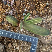 ベッケリー（斑入り）Gasteria beckeri f.variegata ガステリアの王　最後の苗　大きめ_画像9