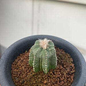 花籠 Aztekium ritteri アズテキウムリッテリー　輸入規制種！結構年数経ってます。花も咲きます！プラ鉢ごと発送！！！