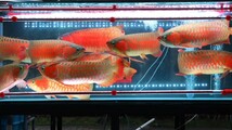 最近注文増えてます　1200水槽用(112㌢)　安心安全の日本仕様　MAYIN LED 観賞用ライト　マイン　マインライト　100V アロワナ　金魚_画像3