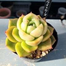 韓国苗　ホワイトローズ　エケベリア 多肉植物　火曜日発送　12.7撮影_画像1