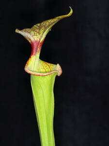 食虫植物 サラセニア 種 50粒 アラタ オルナタ alata var. ornata MK-A6 ♂アドリアンスラック