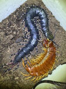 [Самый высокий пик многоножки] Venezu Ella Black Giant Giant Predipedo ♀ Total Lagry Turayasde Mizumani Mantis Arito