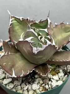 【ワケあり】アガベ オテロイ 実生 検) Agave oteroi titanota チタノタ 白鯨 オアハカ