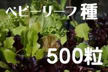 ベビーリーフ 約500粒(約2.5g) ミックス種子 レタス エンダイブ チコリー ルッコラ ビート レッドアマランサス 葉菜類等色々Mix【2023.12】_画像1