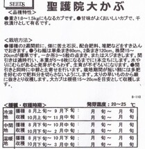 聖護院大かぶの種子 100粒 カブ 蕪 【2024.4】 重さ1～1.5kg程に成長する大かぶ！_画像2