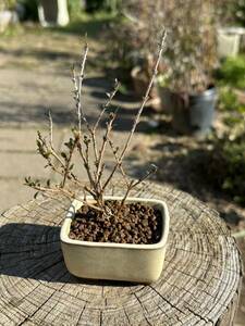 白鳥花　ハクチョウゲ　白丁花　盆栽　小品盆栽