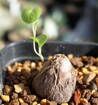 アフリカ亀甲竜 実生株 Dioscorea elephantipes 8cm鉢 検索用 コーデックス 塊根植物 _画像5