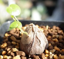 アフリカ亀甲竜 実生株 Dioscorea elephantipes 8cm鉢 検索用 コーデックス 塊根植物 _画像7