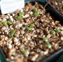 オトンナ・ピグマエア 種子4個 Othonna pygmaea 新鮮 発芽確認済み 検索用 コーデックス 塊根植物 カカリオイデス インターメディア_画像5