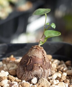 アフリカ亀甲竜 実生株 Dioscorea elephantipes 8cm鉢 検索用 コーデックス 塊根植物 