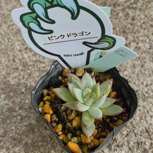 52 ピンクドラゴン　ドラゴンハウス　抜き苗 2号 多肉植物 写真現物 エケベリア