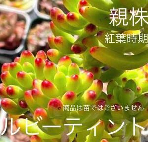 ルビーティント　葉挿し　一個　多肉植物 葉挿し　つぶつぶ　韓国苗　Seewee_Succulents 説明をよくご覧下さい