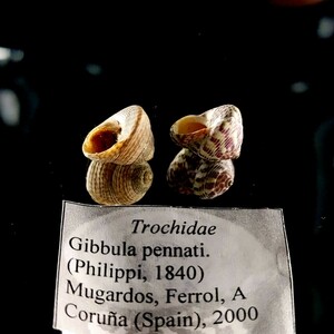 ヘビカワシタダミ　貝殻 標本　