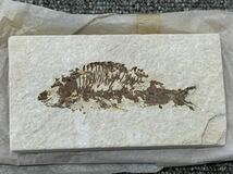 化石 魚 古代魚 鑑賞石 置物 2点セット _画像9