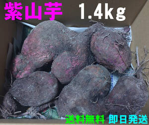 【送料無料】紫山芋　1.4kg(箱の重さ含まず)　完全無農薬栽培　ヤマイモ　大薯