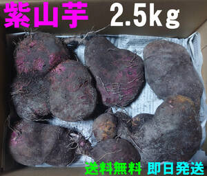 【送料無料】紫山芋　2.5kg(箱の重さ含まず)　完全無農薬栽培　ヤマイモ　大薯　①