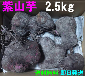 【送料無料】紫山芋　2.5kg(箱の重さ含まず)　完全無農薬栽培　ヤマイモ　大薯　②