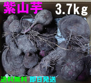 【送料無料】紫山芋　3.7kg(箱の重さ含まず)　完全無農薬栽培　ヤマイモ　大薯