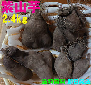 【送料無料】紫山芋　2.4kg　完全無農薬栽培　ヤマイモ　大薯