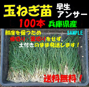 【送料無料】玉ねぎ苗(早生 アンサー)　100本以上　玉葱 タマネギ