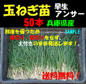 【送料無料】玉ねぎ苗(早生 アンサー)　50本以上　玉葱 タマネギ