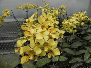 ☆☆New Year 2024 fukufuku Big Sale 洋蘭☆☆ Phal. startiana var. nobilis (Yellow Strain)