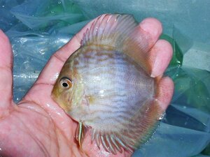 【八代海洋】ヘッケルディスカス・ネグロ（新着原種 有望若魚！）Ｂ