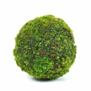 モスボール 14cm 苔盆栽 苔玉 和盆栽 山苔 ギフト 贈り物 おしゃれ モダン インテリア グリーン