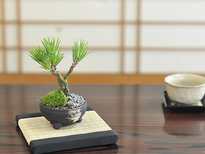  Mini . pine bonsai mini bonsai pot .