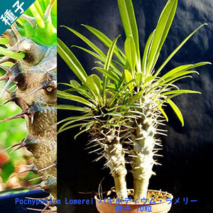 多肉植物 塊根植物 種子 種 Pachypodium Lamerei パキポディウム ラメリー キョウチクトウ科 マダガスカル 種子　10粒