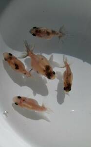 【背鰭無し等！変わり金魚】キャリコ蝶尾(♂)　×　ピンポンパール(♀)　稚魚　5匹　約4cm～5cm前後　　