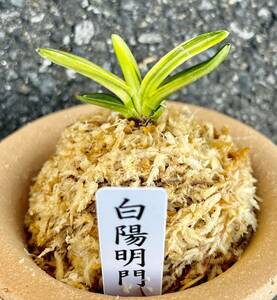 富貴蘭　最上芸最上柄【陽明門】伝統園芸　東洋蘭　斑入り山野草　《富貴蘭を楽しんで》