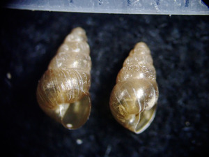 ◆貝標本◆生貝標本◆貝殻◆ノミガイ 2個