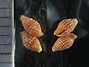 ◆貝標本◆生貝標本◆貝殻◆アミモンノミニナ ① 2個セット