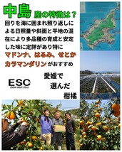 送料込！！愛媛県中島産マドンナ（紅マドンナ同品種）優品2L・L混合中玉5ｋｇ(2.5ｋｇ＋保証量200ｇ)×2箱④_画像5