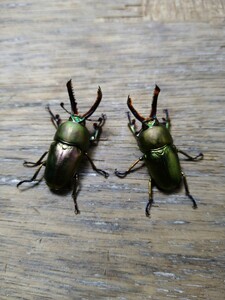 パプアキンイロクワガタ ♂33mm ♂31mm ♀20mm ♀19mm