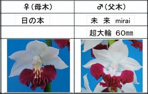 60えびね欄　３６６　日の本×未来　2作以降初開花見込苗　未開花交配苗　山野草エビネラン