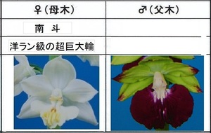 60えびね欄　４０５　南斗×酒語り　2作以降初花見込苗　山野草エビネラン