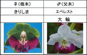 60えびね欄　４３４　きりしま×エベレスト　1-2作以降初花見込苗　山野草エビネラン