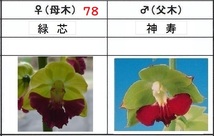 60えびね欄　４３３　緑芯×神寿　1-2作以降初花見込苗　山野草エビネラン_画像1