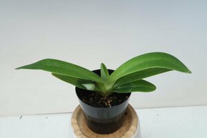 値引再出品！ 即決　洋蘭　原種　パフィオ TA10539 TB18-10 Paph. rothschildianum x sib ( '2016-146' x 'Vanquish')